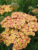 Achillea Rainbow Tricolor