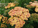 Achillea Rainbow Tricolor