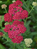 Achillea Red-Velvet