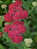 Achillea Red-Velvet