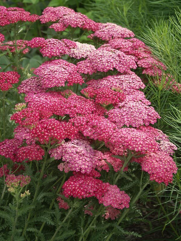 Achillea Saucy Seduction