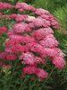 Achillea Saucy Seduction