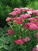 Achillea Saucy Seduction