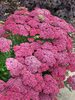 Achillea Saucy Seduction