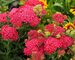 Achillea Saucy Seduction
