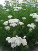 Achillea Snow-Sport