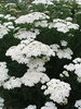 Achillea Snow-Sport