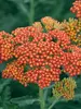Achillea Sassy Summer Sunset
