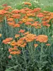 Achillea Sassy Summer Sunset