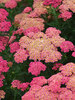 Achillea Sassy Summer Taffy