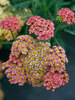 Achillea Sassy Summer Taffy