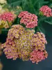 Achillea Sassy Summer Taffy
