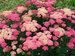 Achillea Sassy Summer Taffy