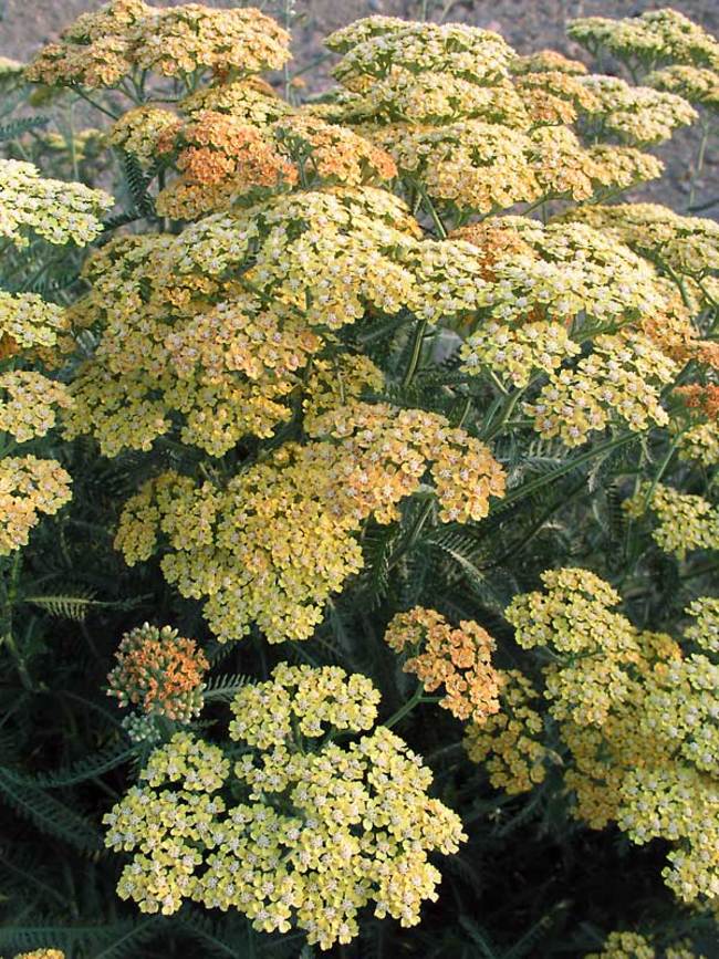 Achillea Terra Cotta