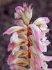 Acanthus Whitewater