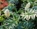 Acanthus Whitewater