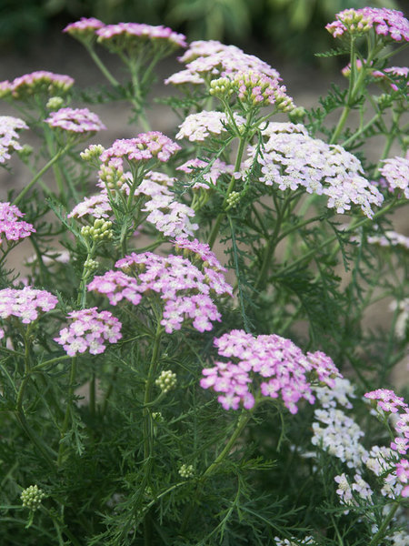 Product Viewer - Achillea Wonderful-Wampee