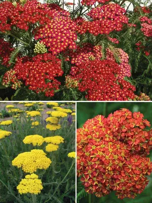 Link to Achillea Collection