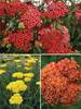 Achillea Collection