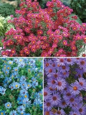 Link to Aster Collection