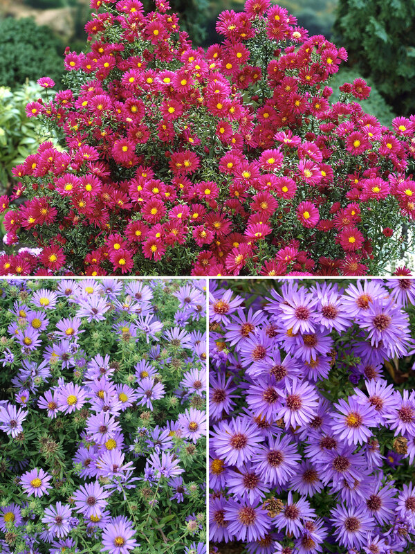 Aster Collection