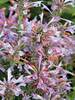 Agastache Arizona Sunset