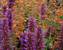 Agastache Blue Boa