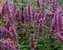 Agastache Blue Boa