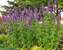 Agastache Blue Boa