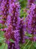 Agastache Blue Boa