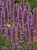 Agastache Blue Boa