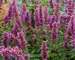 Agastache Blue Boa