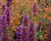 Agastache Blue Boa