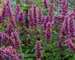 Agastache Blue Boa