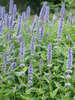 Agastache Blue-Fortune