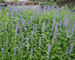 Agastache Blue-Fortune