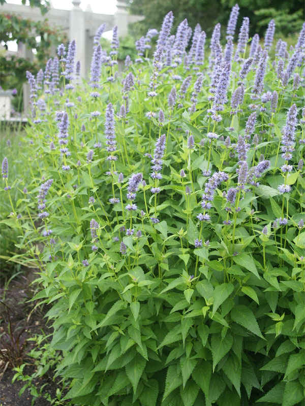 新品 blue herb LITTLETEMPO HOME IS WHERE Agastache Blue Fortune | Bluestone Perennials