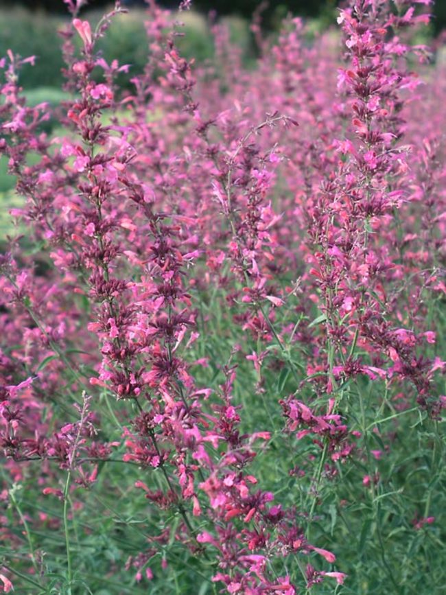 Agastache Cana