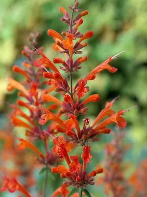 Link to Agastache Firebird