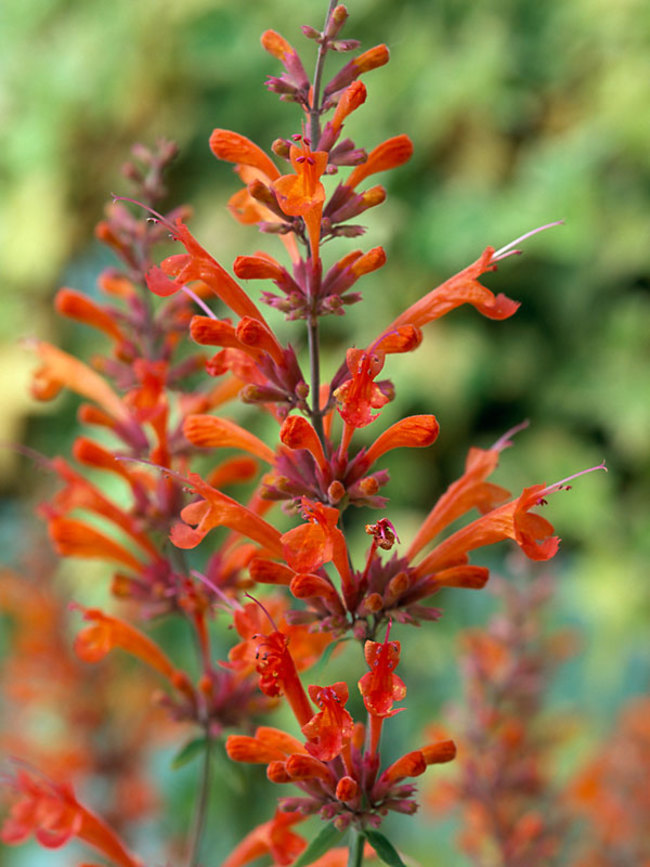 Agastache Firebird