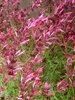 Agastache Firebird