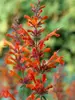 Agastache Firebird