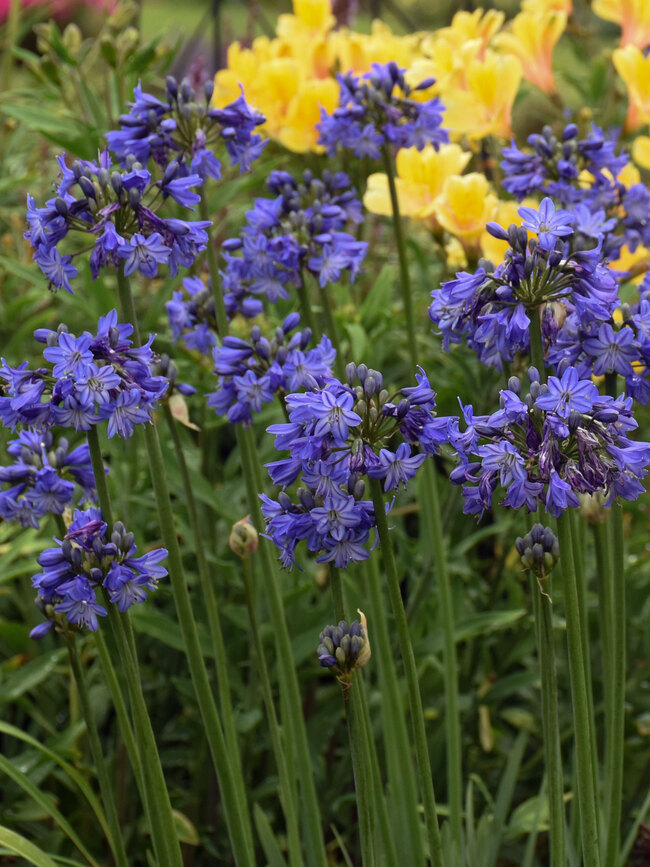 https://www.bluestoneperennials.com/img/AGGB/650/AGGB-0-Agapanthus-Galaxy-Blue1-wg.1636382083.jpg