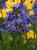 Agapanthus Galaxy Blue