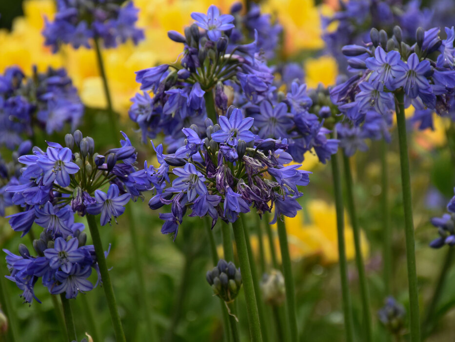 Agapanthus Galaxy Blue Bluestone Perennials