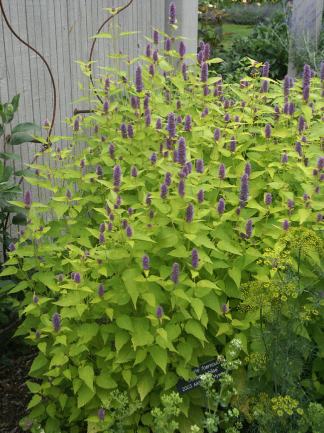 Agastache Golden-Jubilee