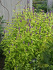 Agastache Golden-Jubilee