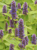 Agastache Golden-Jubilee