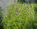 Agastache Golden-Jubilee