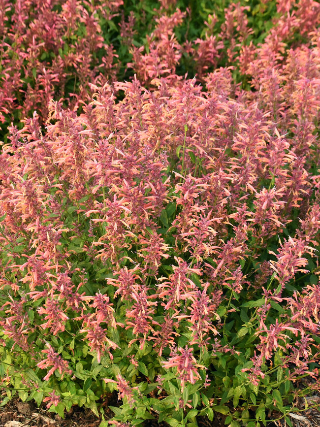 Agastache Guava Lava